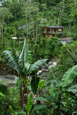 Jamaika 'daki Mavi Dağlar' daki güneş panellerinden güç alan ev.
