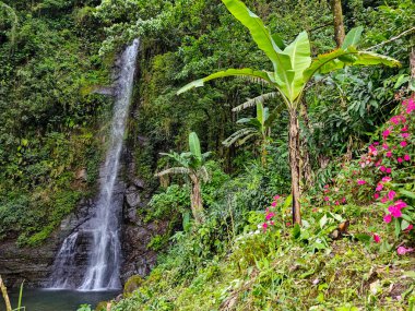Jamaika 'daki Mavi Dağlar' daki Cascade Falls 'a bakın.