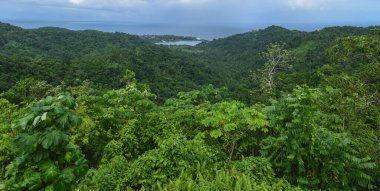 Jamaika 'daki Nonsuch şelalesinin sahili.