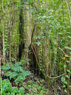 Jamaika 'daki Nonsuch şelalelerine giden yolda.
