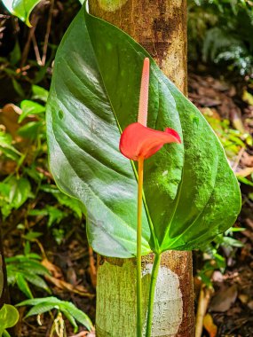 Dominica 'daki Wotten Waven' da Ti Kwen Glo Cho Spa Bahçesi
