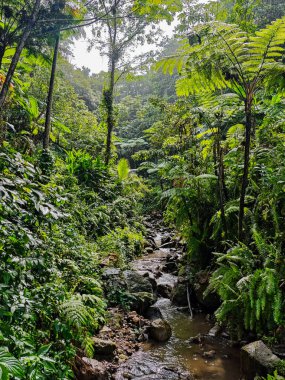 Dominica 'daki Wotten Waven' da Ti Kwen Glo Cho Spa Bahçesi