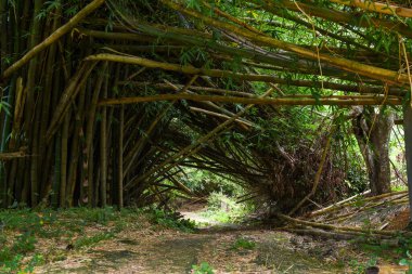 Jamaika 'daki Melissa kasırgasından sonra Mayfield Falls & Mineral Springs' in ormanı