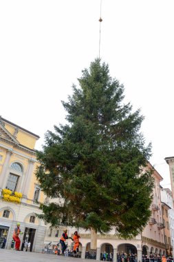 İşçiler bir Noel ağacı hareket