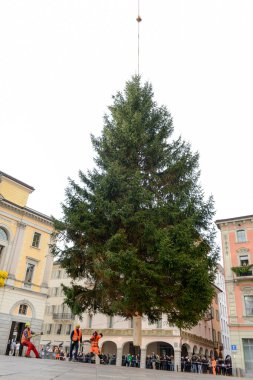 İşçiler bir Noel ağacı hareket