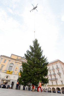 İşçiler bir Noel ağacı hareket