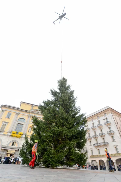 Werknemers verplaatsen een kerstboom — Stockfoto