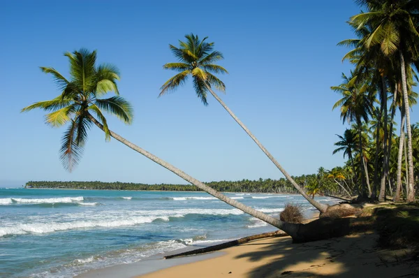 Karibské pláži Playa bonita v Las Terrenas — Stock fotografie