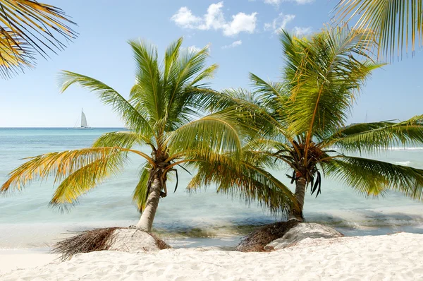 Beautiful caribbean beach on Saona island — Stock Photo, Image