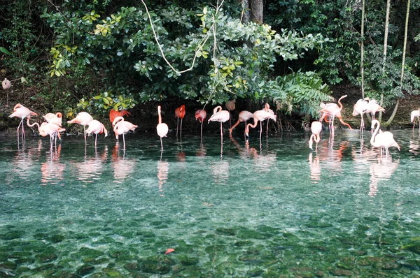 A flock of pink flamingos — Stock Photo, Image