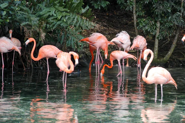 一群粉红色的火烈鸟 — 图库照片