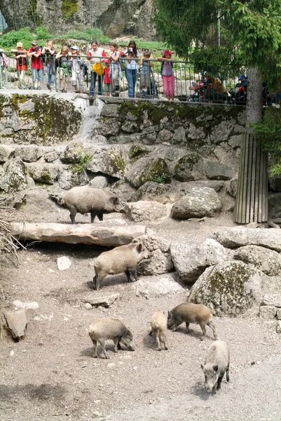 Menschen beobachten Wildschweinherde im Zoo — Stockfoto