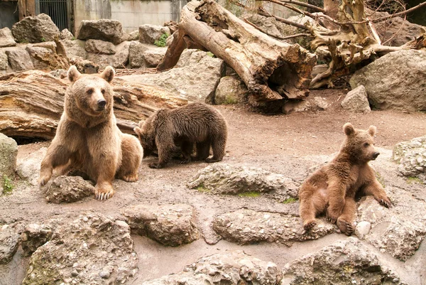 Бурые медведи в зоопарке в Гольдау — стоковое фото