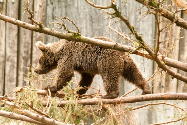 Бурый медведь в зоопарке в Гольдау — стоковое фото