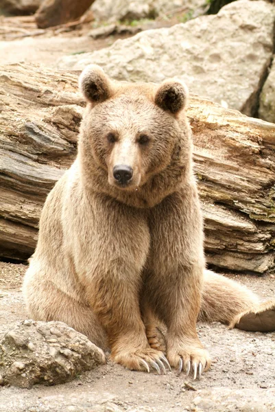 Oso pardo en el zoológico de Goldau — Foto de Stock