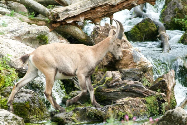 Ziege nahe einem Fluss — Stockfoto