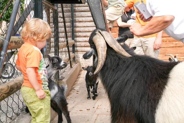 Kobieta z dzieckiem, który pat kozła w zoo — Zdjęcie stockowe