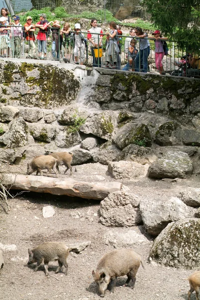 Mulher com criança que bate na cabra no zoológico — Fotografia de Stock