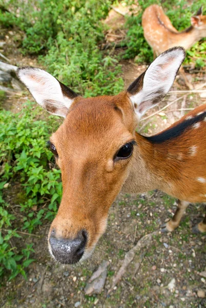 Curieux gros plan sur le cerf — Photo