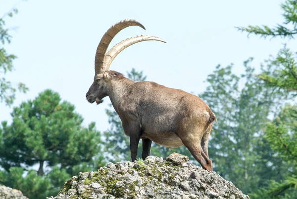 Ibex na wzgórzu — Zdjęcie stockowe