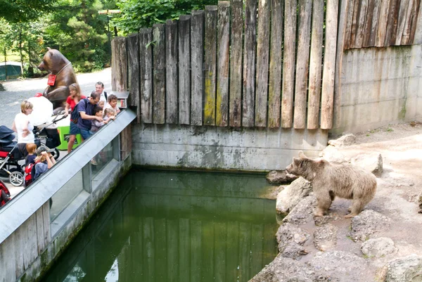 Gente mirando osos pardos en el zoológico de Goldau —  Fotos de Stock