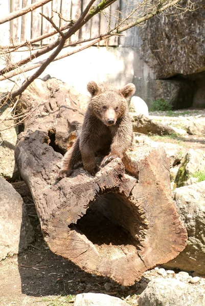 Brun björn på zoo på Goldau — Stockfoto