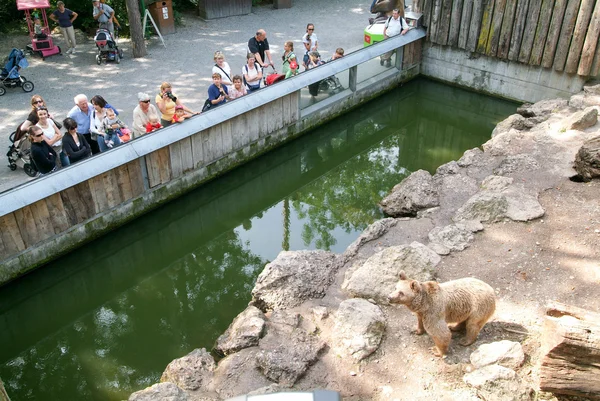 People looking at brown bears in the zoo of Goldau — Stock Photo, Image