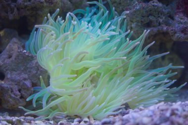 Actiniaria sualtı portre