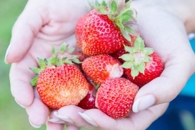 taze kırmızı çilek