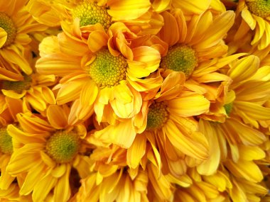 Kasımpatı (böcek) papatya buketi 