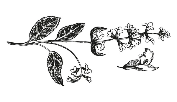 Illustration botanique de sauge à fleur — Image vectorielle