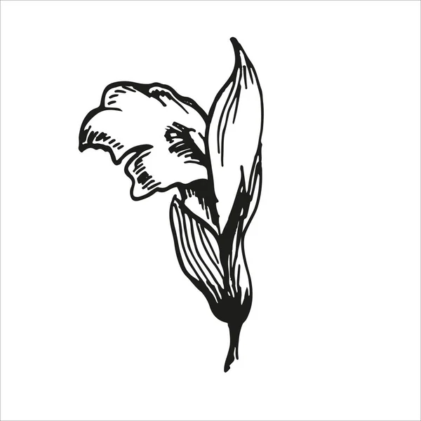 セージ・フラワーの植物図 — ストックベクタ