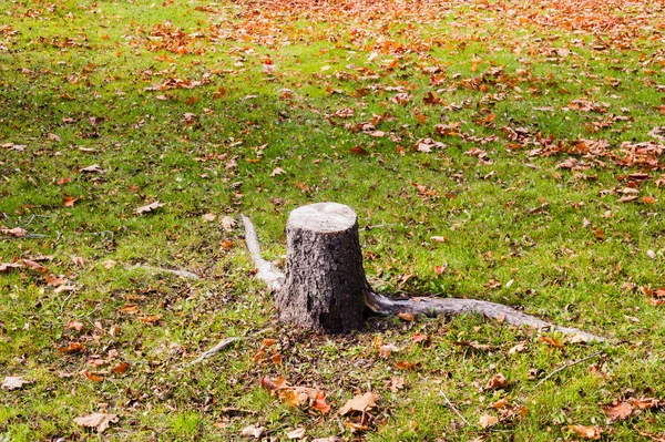 Tronco de árvore curto na grama e folhas no outono . — Fotografia de Stock