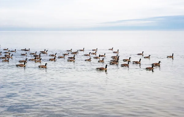 Flock of Canada Geese swimming across lake. — Stock Photo, Image