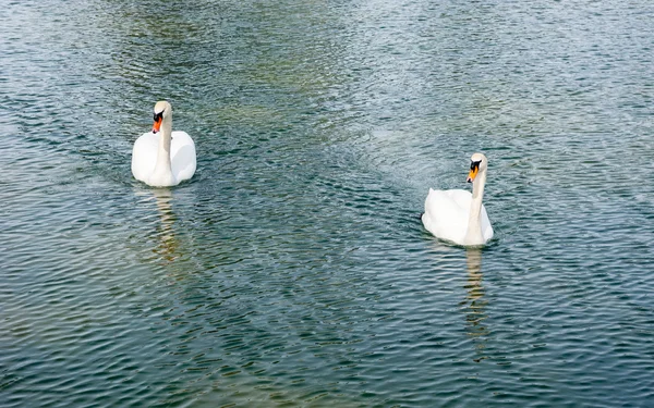 Dois cisnes mudos adultos que se aproximam na água . — Fotografia de Stock