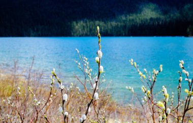 Pussy willow branches against blue mountain lake, at Emerald Lake, British Columbia, Canada.