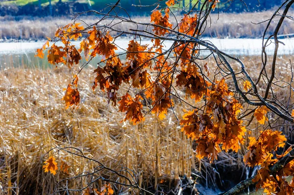 Dead Dry Leaves Hanging Branches Pond Winter — Stock Photo, Image