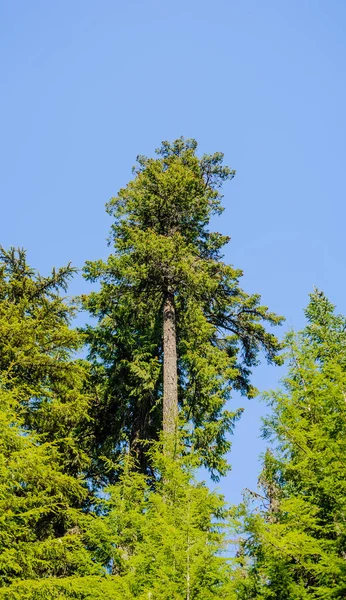 Tall Green Coniferous Tree Dense Forest Blue Sky — Stock Photo, Image