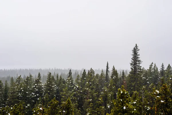 Tűlevelű Erdők Hófoltok Sűrű Ködben Waterton Lakes Közelében Alberta Kanada — Stock Fotó