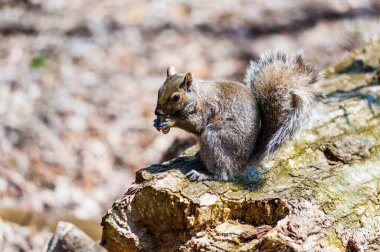 Ontario, Kanada 'da patilerinde fındık tutan gri sincap.