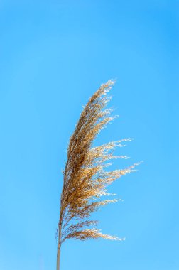 Kahverengi çimenlerin tepesinde açık mavi rüzgarda süzülür..