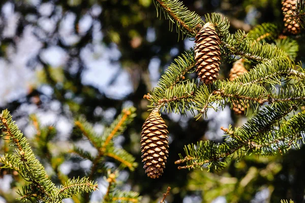 Coni Conifera Appesi Rami Degli Alberi — Foto Stock