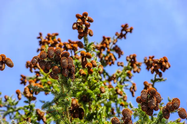 Many Clusters Conifer Cones Hanging Tree Branches Blue Sky — Stock Photo, Image