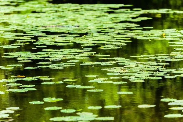 Pond Many Water Lilies Floating Surface Receding Blurred Distance — Stock Photo, Image