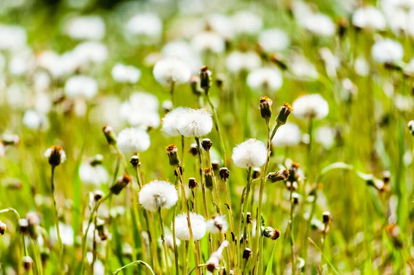 Detalle Dientes León Con Cabezas Flores Transformándose Semillas Hinchadas —  Fotos de Stock