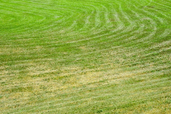 Cortada Recientemente Hierba Verde Seca Que Muestra Caminos Curvados Cortacésped — Foto de Stock