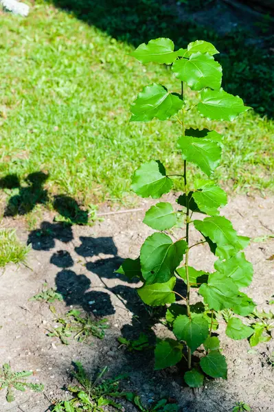 Dünne Baumpflanze Mit Blättern Die Aus Dem Boden Sprießen Und — Stockfoto