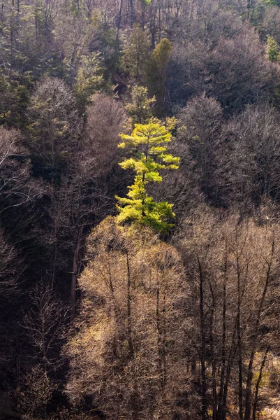 Single green tree in forest — Stock Photo, Image