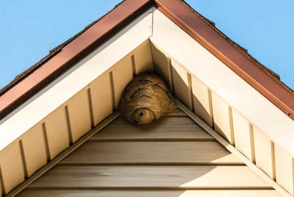 Papier wesp nest op driehoekige dak siding — Stockfoto