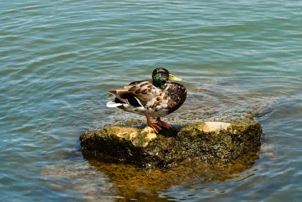 Benekli yeşilbaş Ördek suda kayaya — Stok fotoğraf